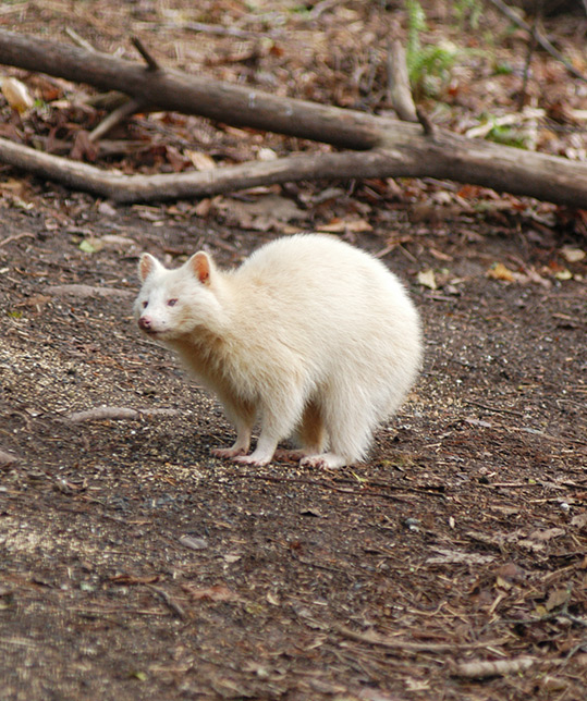 Photo of a Rare Albino Raccoon Looking Up